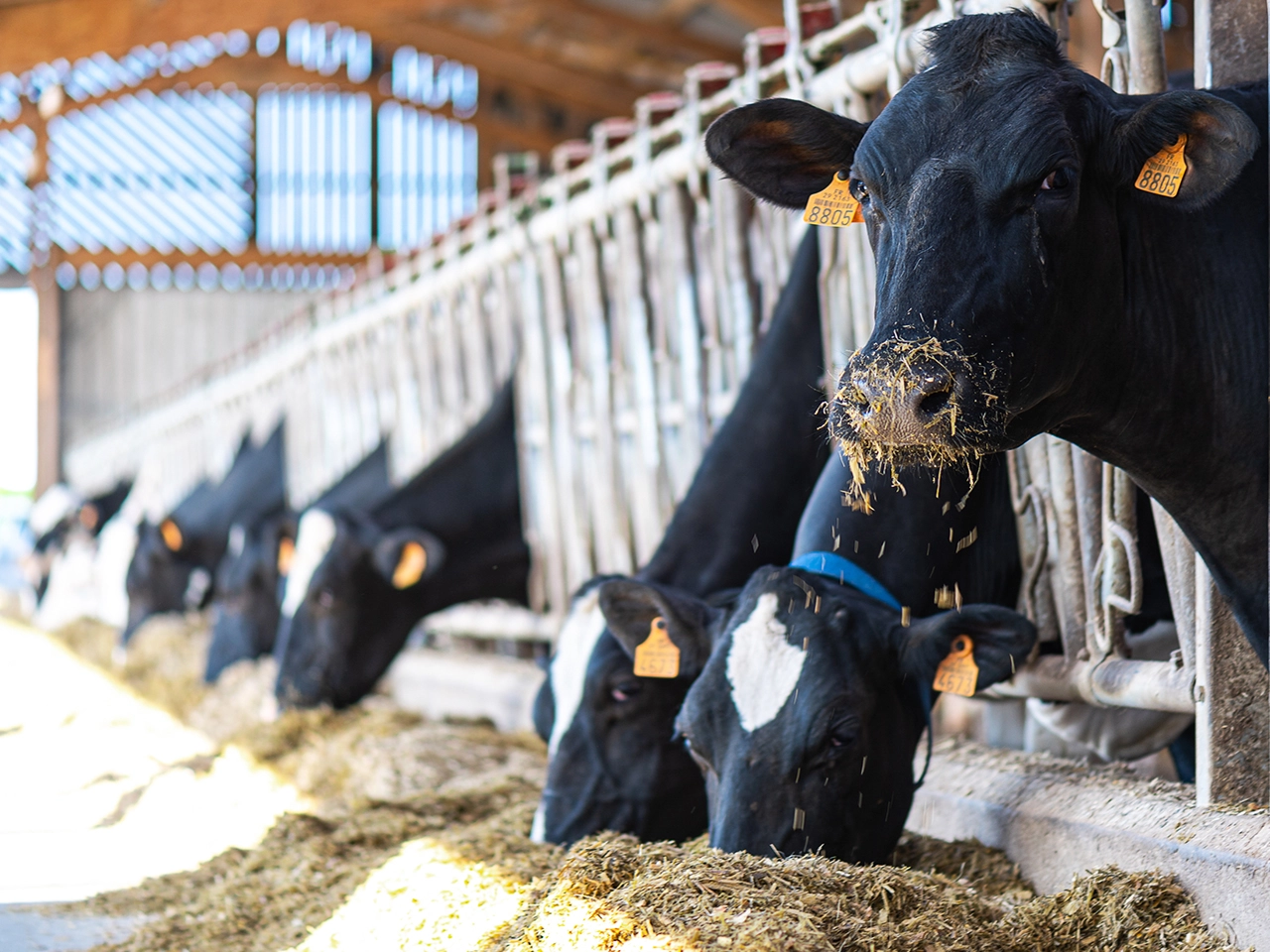 Coût alimentaire des vaches : l&#039;optimiser grâce au maïs fourrage Visuel